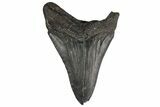 Fossil Megalodon Tooth - South Carolina #195958-1